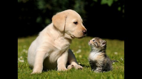 Cute baby cats and puppys