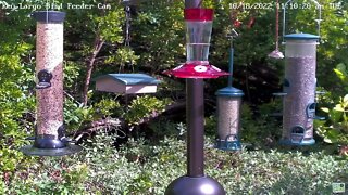 Hummingbirds have arrived!