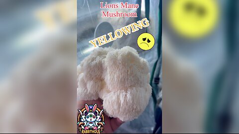 Lions Mane #mushrooms harvest yellowing back side