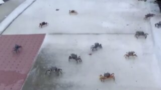 Dozens of crabs invade Stuart community