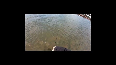 Cast netting in the Tennessee River