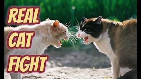 00 Funny cat fight - cat fight: funny as hell!!