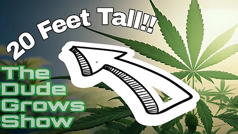 20 Foot Tall Cannabis Plants!! - The Dude Grows Show 1,426