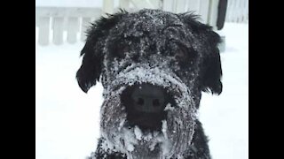 Hund ser sne for første gang og elsker det