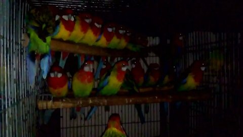 Beautifúl birds. Rosella