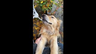 Golden Retriever Stretch