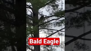 🇨🇦 Bald Eagle Sitting In Pine Tree