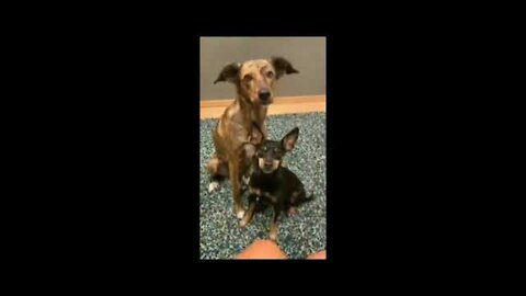 Dogs knows || how to give|| pose @Funny pets