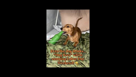 Dachshund drinking on Labor Day!