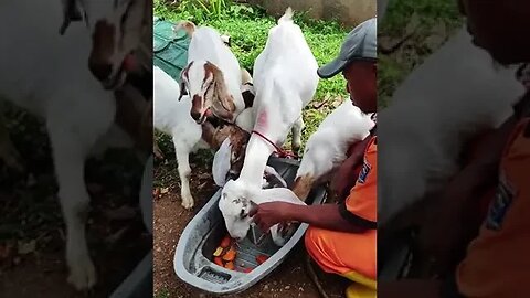 Serunya kasih makan kambing@stay0394