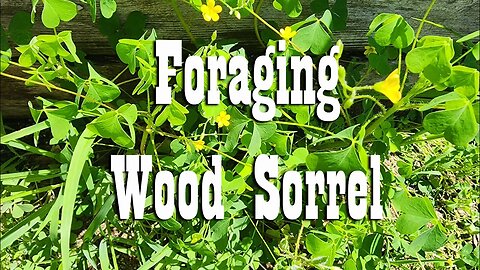 Foraging for Wood Sorrel ~ Self Reliance Skill