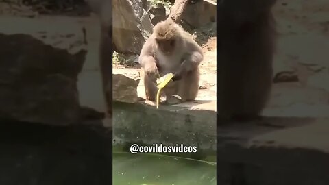 Macaco azarado 🤣🤣