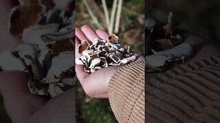 🍄 Handful of Turkeys 🍄