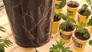 Clone to harvest Part 1