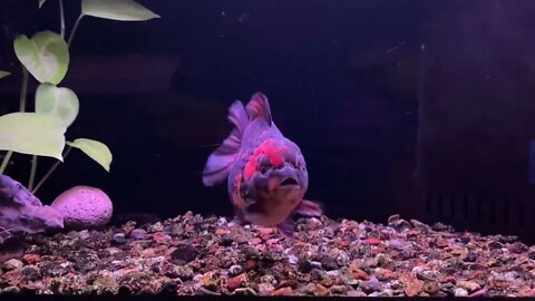 Big Giant Oranda Goldfish-1