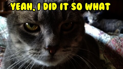 Naughty Smug Cat Rubs tire, crashes jeep Wrangler, wreck, DGAF kitty. GUILTY?