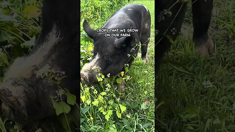 Why I Don't Like Poly Tape Fencing #covercrop #pasturedpigs #livestockfencing #electricfencing