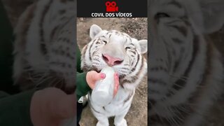 bebê de tigre branco