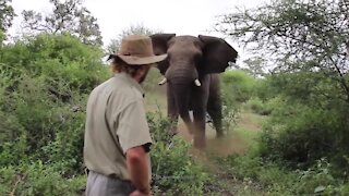 How to Survive an Elephant Attack