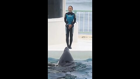 dolphins show i loved this video