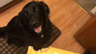 Hund spiser Amazon-pakke