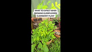 what to expect when growing elderberry