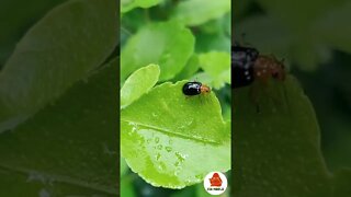 💮 Little Insect Looking For Its Way... #shorts #youtubeshorts #youtubevideos #zen