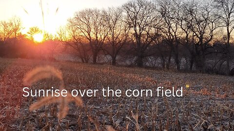 Sunrise over the Corn Field 11-18-2023 #shorts