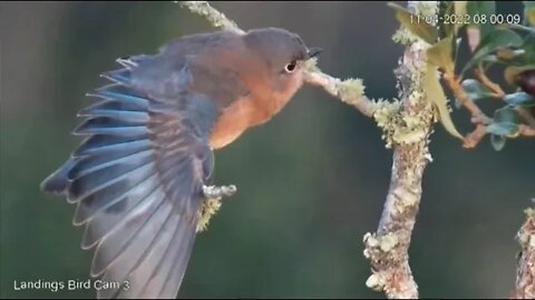 Beautiful Bluebird Preening in The Oak Tree 🌳 11/04/22 07:58