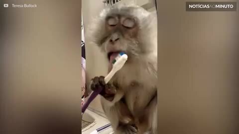Macaco mostra como se cuida da higiene bucal