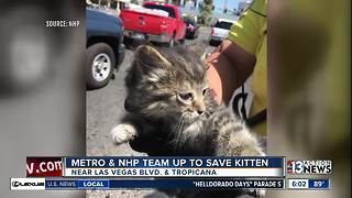 Kittens rescued in the Las Vegas valley