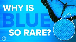 Here Is Why Blue Is Such A Rare Color In Nature