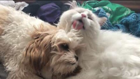 Cat gives dog a bath