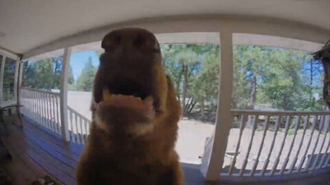 Juvenile Bear Rings Doorbell