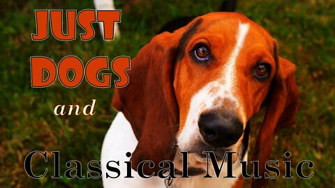 Just pictures and video of beautiful dogs and classical music.