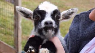 Un chevreau agité sème le chaos