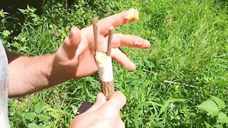 HOW TO DO BARK GRAFTING ON A WILD PEAR TREE