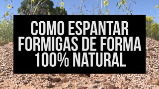 Acabe com as formigas de forma 100% natural!