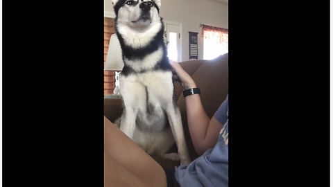 Husky Forces Owner To Give More Scratches