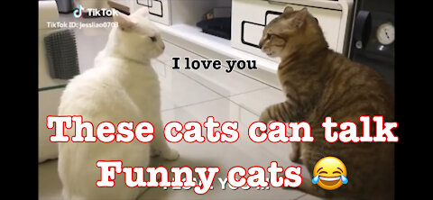 These cats can speak English , funny talking cats