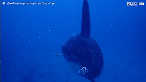 Mergulhador filma imagens incríveis de enorme peixe-lua