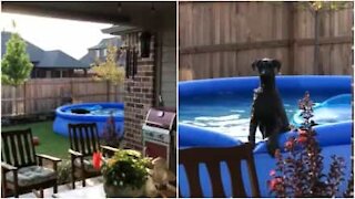 Cane sorpreso nella piscina del proprietario