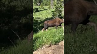 A moose and her baby in #rockymountainnationalpark today! Went up Old Falls River road. A must-do!