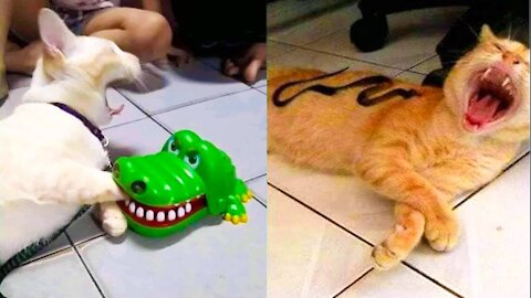 Cat Reaction To Toy - Funny cat Toy Reaction Compilation