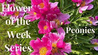 Peonies - Flower of the Week Series // Gardening at the Simongetti North