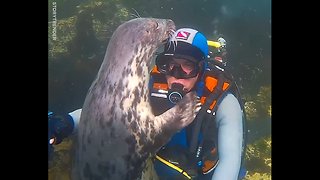 Sea lions are basically just dogs of the ocean 😍