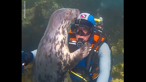 Sea lions are basically just dogs of the ocean 😍