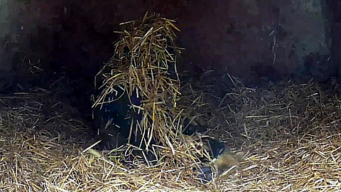 Gorilla youngster with attitude plays in the hay