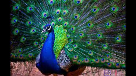 Peacock Dancing in Rain