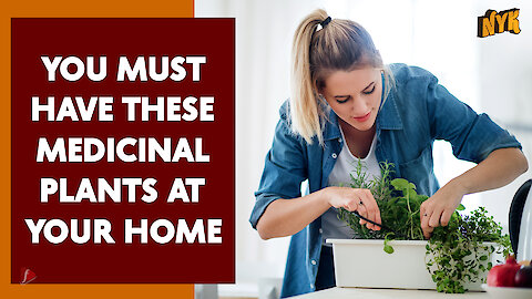 Top 4 Medicinal Plants That You Should Have In Your Home